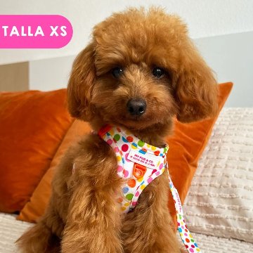 ステップインハーネス トポス - アガタ・ルイス・デ・ラ・プラダ（STEP-IN HARNESS POLKA DOTS - Agatha Ruiz de la Prada）の画像