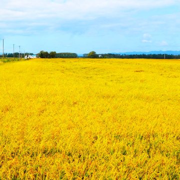 ななつぼし（白米） 5kgの画像