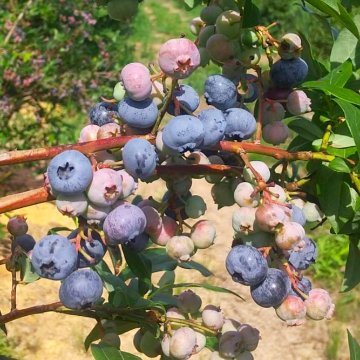 冷凍ブルーベリー 500g×2パック(1kg)の画像