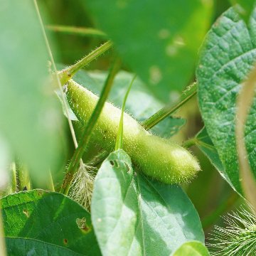 あぐりこ園　枝豆収穫体験の画像