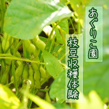 あぐりこ園　枝豆収穫体験の画像