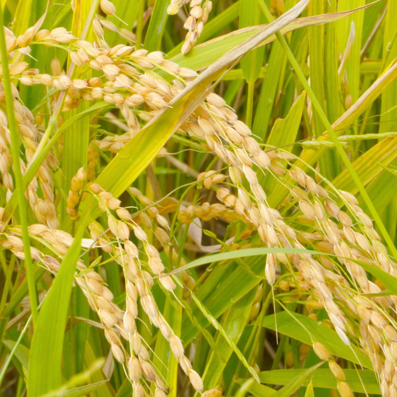 おぼろづき（白米） 5kgの画像