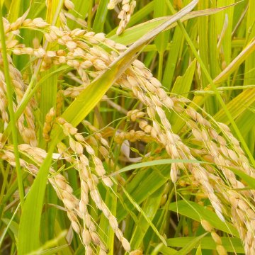 おぼろづき（白米） 5kgの画像