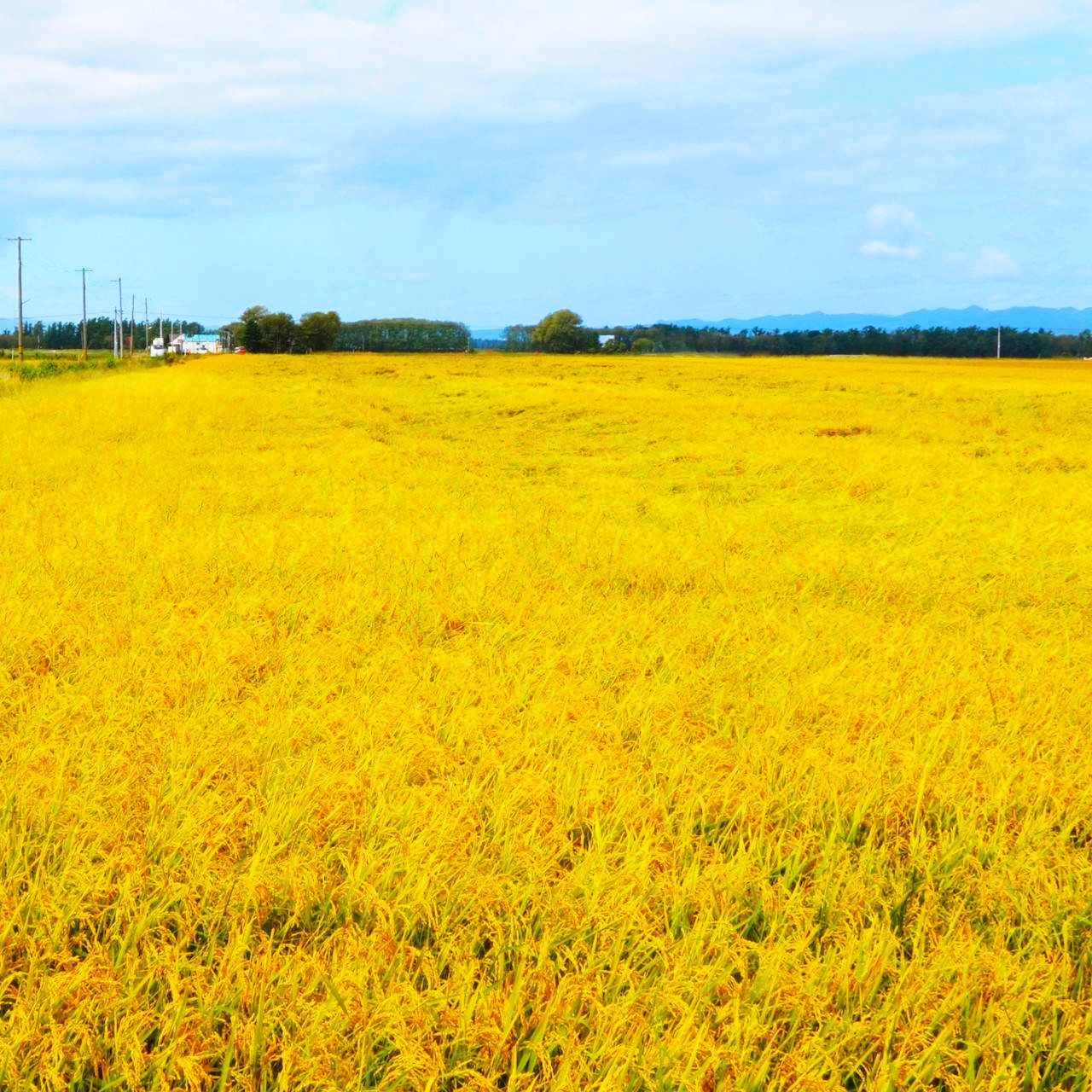 ゆめぴりか（白米） 5kgの画像