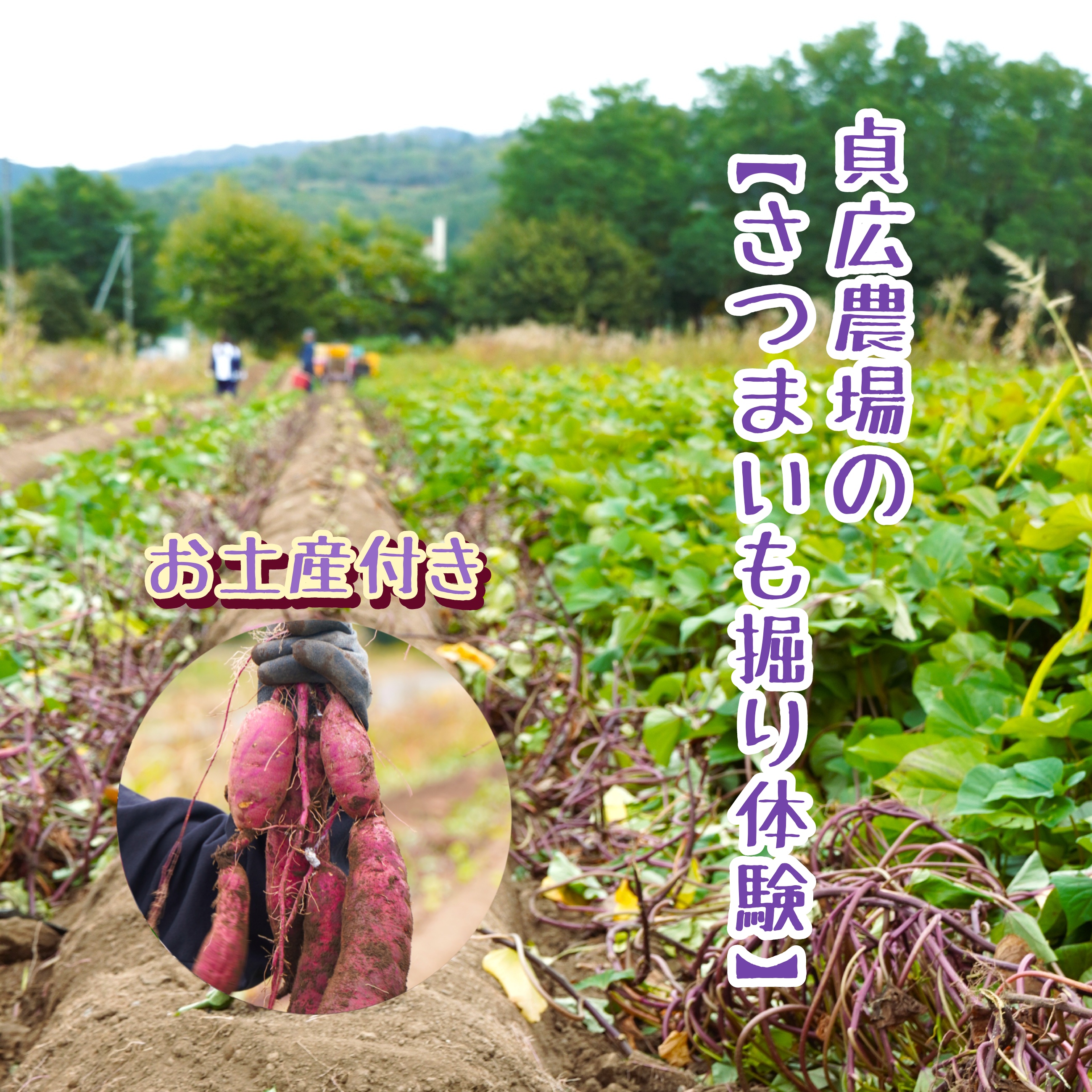 貞広農場の【さつまいも掘り体験（2kgお持ち帰り付き）】の画像