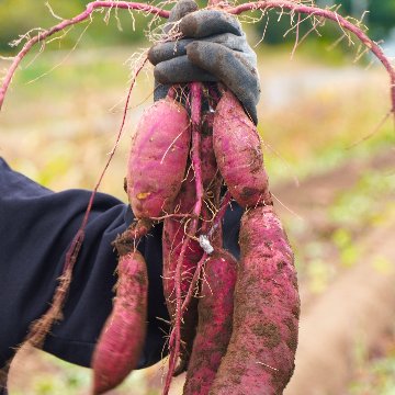 貞広農場の【さつまいも掘り体験（2kgお持ち帰り付き）】の画像