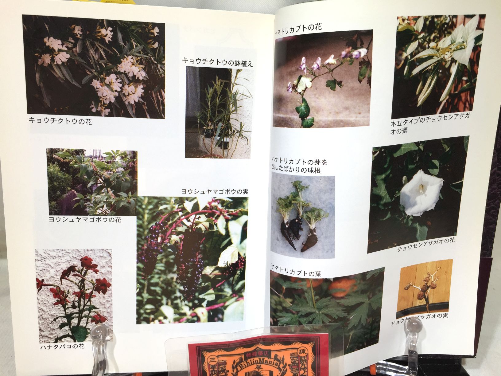 毒・食虫・不思議な植物の画像