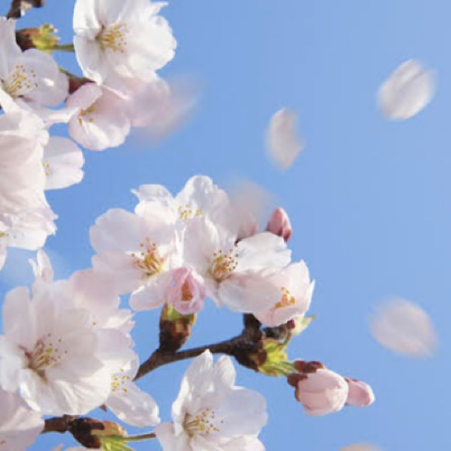 桜ポートレート・お任せ展示（A3〜A2サイズ 2800円〜）の画像