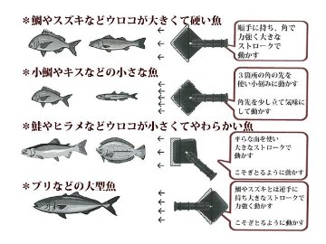 鱗トル カタリキの画像