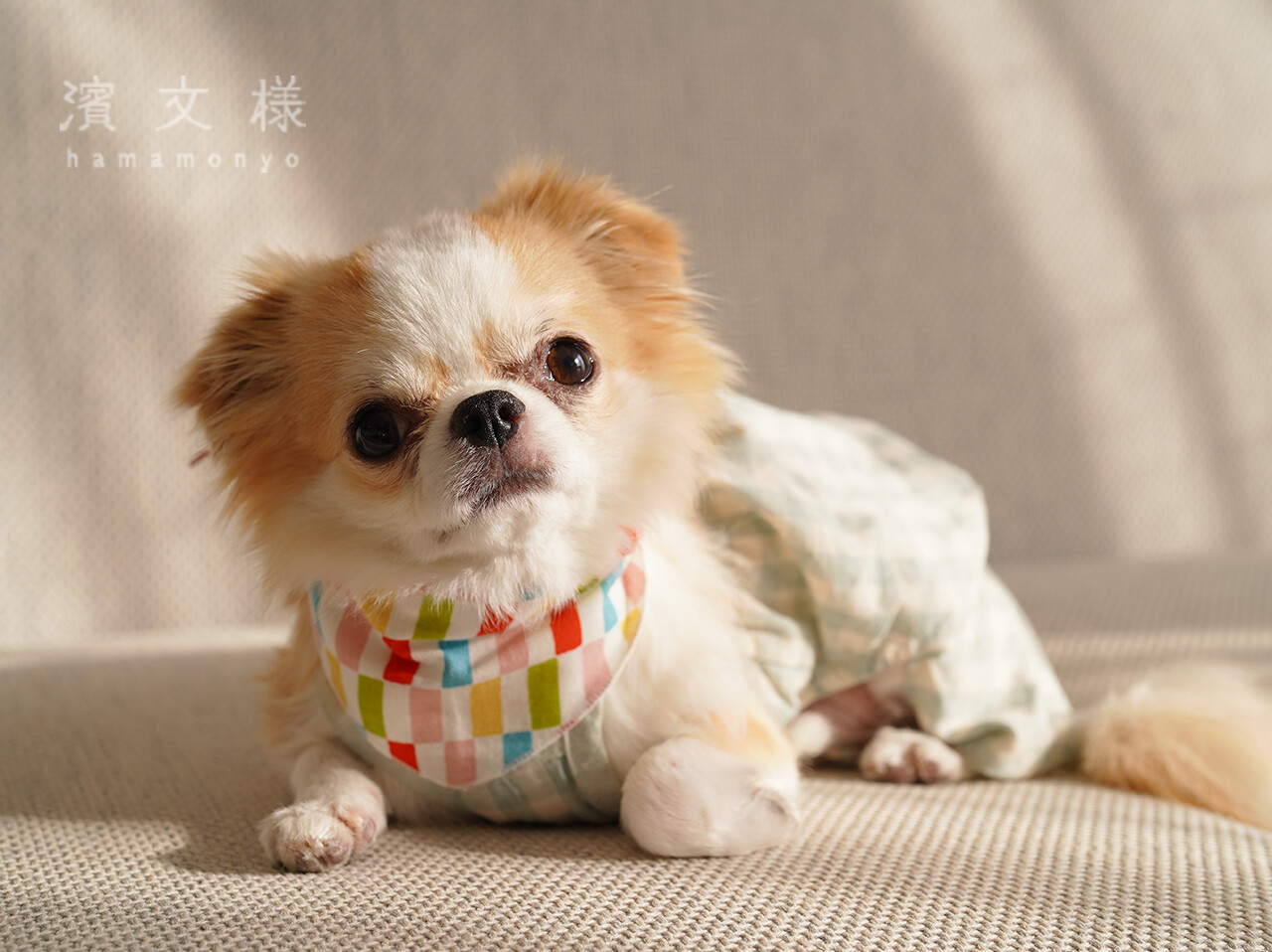 ペット用バンダナ「姫市松」/Dog & Cat Bandana:Colorful Ichimatsu Patternの画像