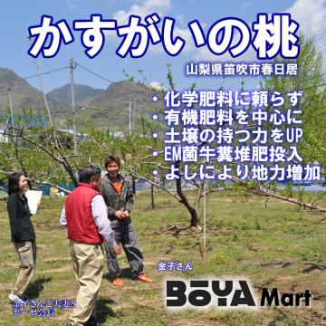 【申込期間8月27日まで】フレッシュピーチカネコ 【ご家庭用・訳あり品】　春日居の桃 ５ｋｇ【送料込】の画像