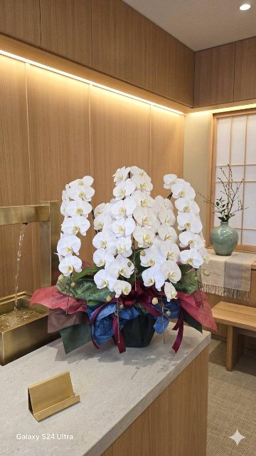 胡蝶蘭（白）5本立ちの画像