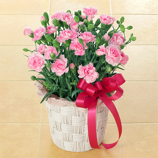 カーネーションの花鉢(ピンク)　521300画像