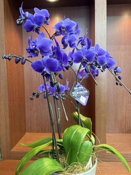 胡蝶蘭　「ブルージーン」の画像