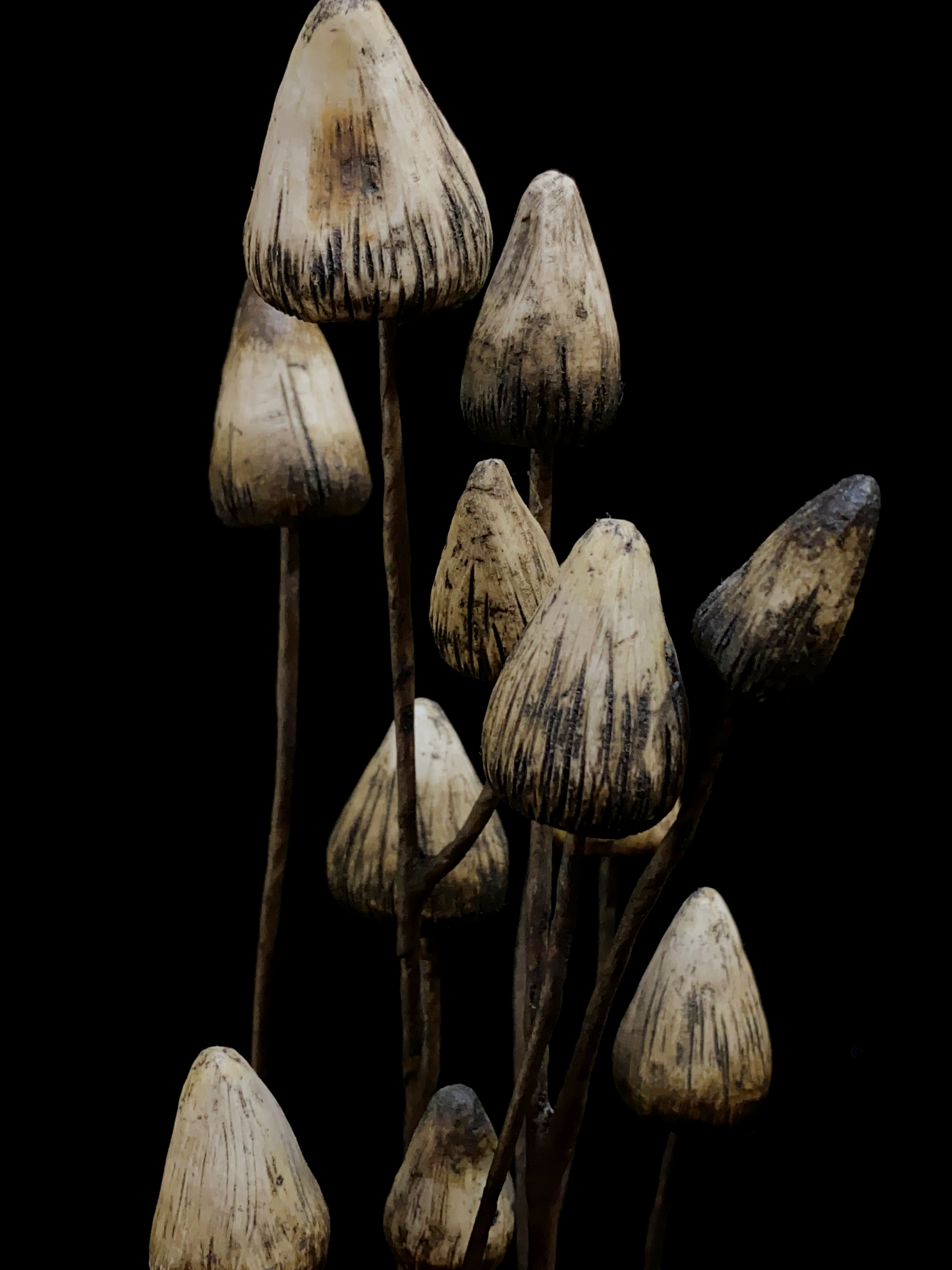 sold ヴァシレク・ターシャ Vasilek Tasha「Mushrooms」画像