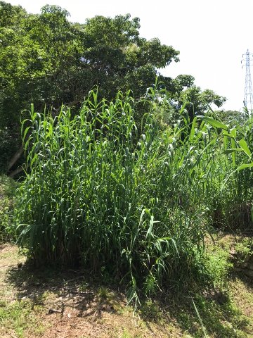 あせの葉 1000枚の画像