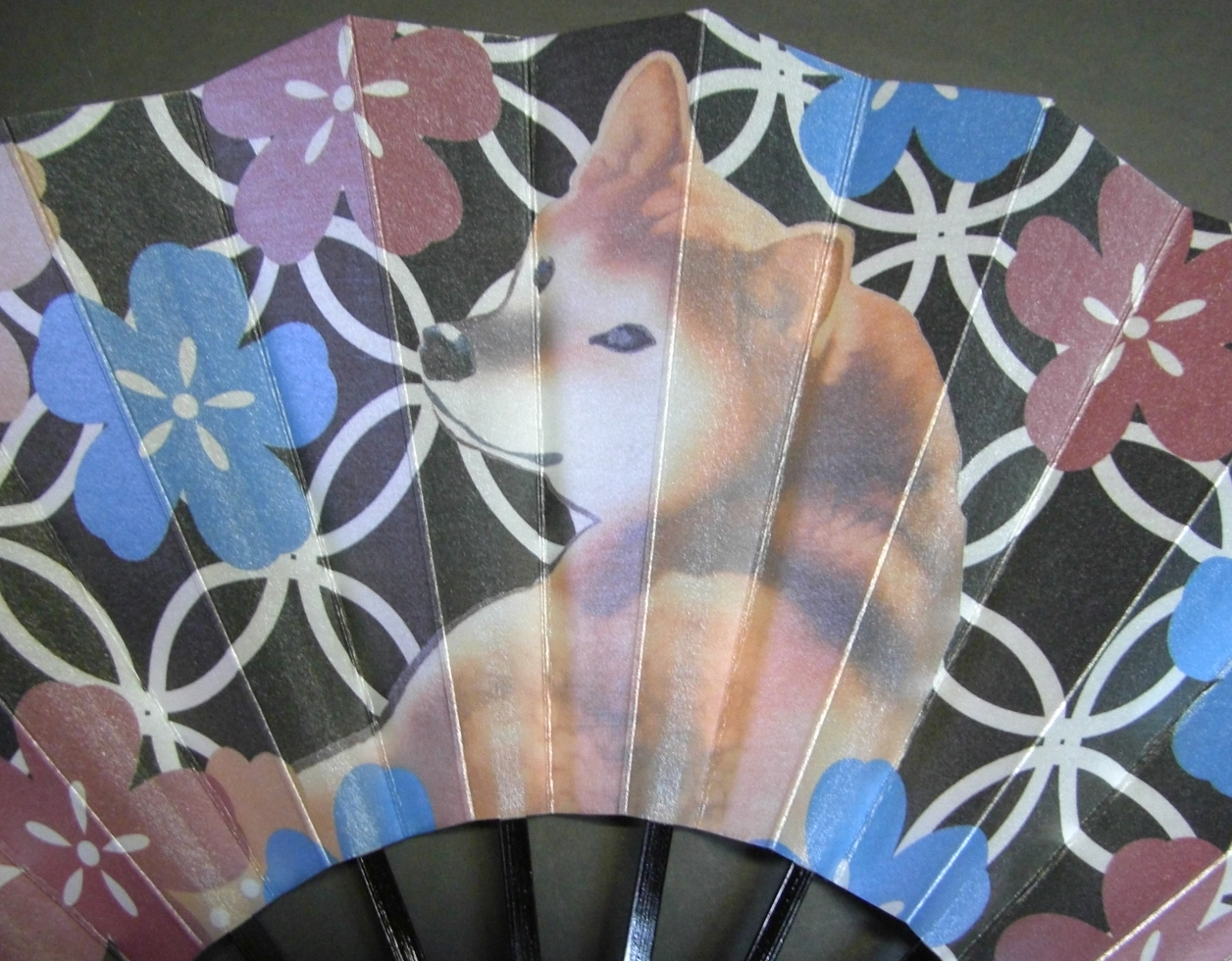 舞扇子　柴犬と桜　キラ引き画像