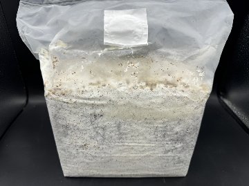 ～暁シリーズ～低添加カワラ菌床　４ブロックの画像