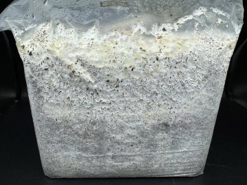 ～暁シリーズ～レイシ菌床(産卵専用)　１２ブロックの画像