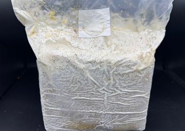 壱究　オオヒラタケ菌床（DMC出町むしお・ｶﾌﾞｸﾜ仲間ひとやすみ）の画像
