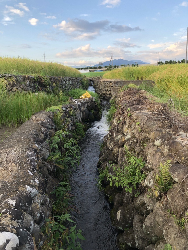 令和6年産　新米　農林48号 5Kgの画像