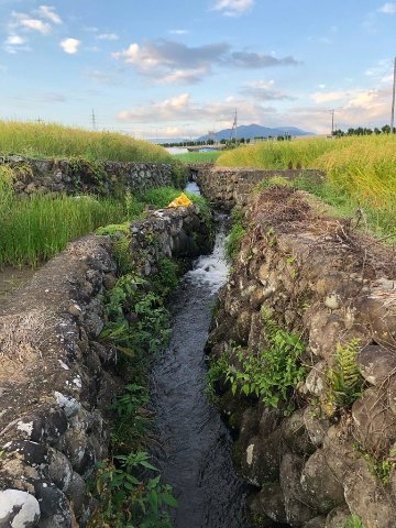 令和6年産　新米　農林48号 5Kgの画像