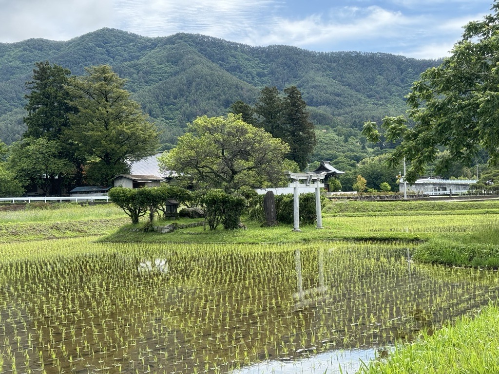 令和6年産　新米　農林48号　10kgの画像
