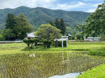 令和6年産　新米　農林48号　10kgの画像