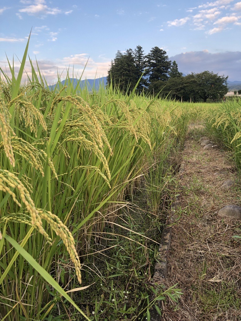 令和7年度産　コシヒカリ 有機肥料使用　５kgの画像