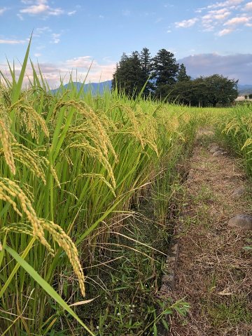 令和7年度産　コシヒカリ 有機肥料使用　５kgの画像