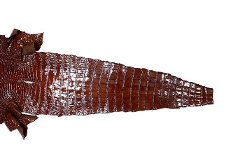 Siamensis Crocodylus Brown01画像