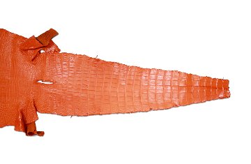Siamensis Crocodylus Orange01画像
