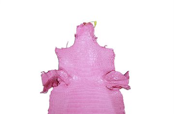 Siamensis Crocodylus Pink画像