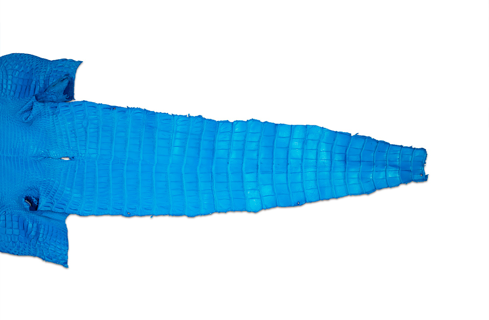 Siamensis Crocodylus Lightblue01画像