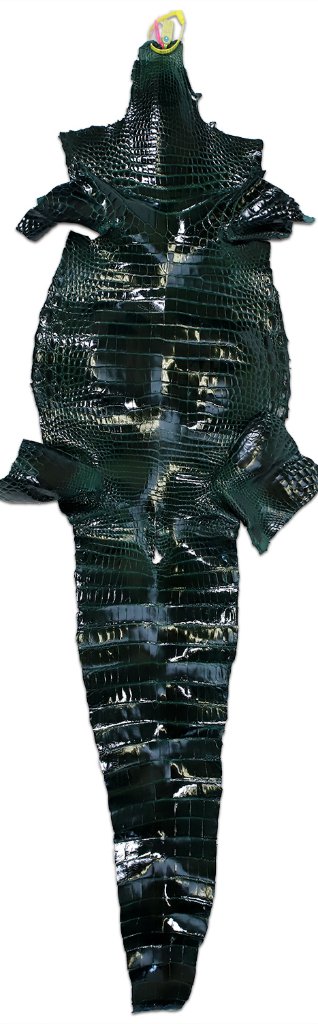 Siamensis Crocodylus Dark Greenの画像