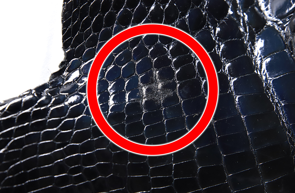 Siamensis Crocodylus Black01画像