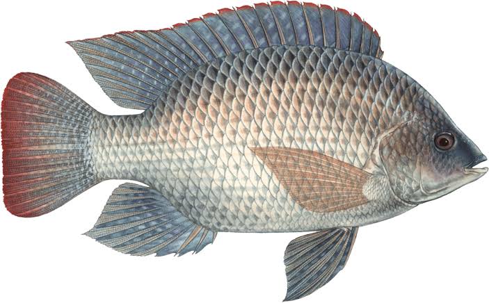 Telapia Wholeの画像