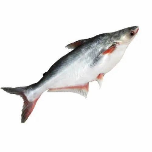 Pangash (per kg @ 600¥)の画像