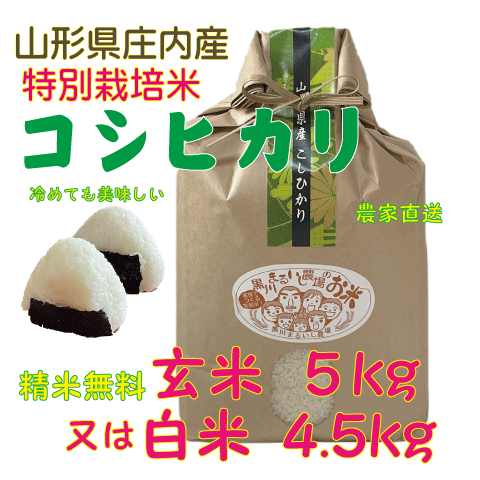 精米無料【送料無料（沖縄を除く）】特別栽培米山形県庄内産コシヒカリ　玄米５kg白米(4.5kg) 一等米　鶴岡　贈答　お中元　お歳暮の画像