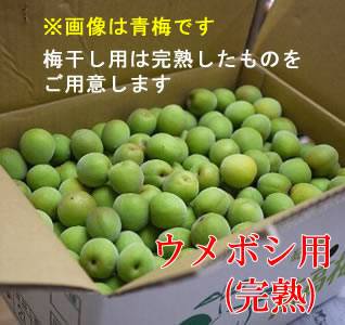 滝川農園の南高梅「ウメボシ用」１０ｋｇ (送料無料・北海道・沖縄は８８０円（税別））お酒との同梱不可の画像