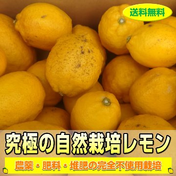 【常温便】和歌山県産自然栽培レモン 4kg / 8kg 産地直送！【送料無料】の画像