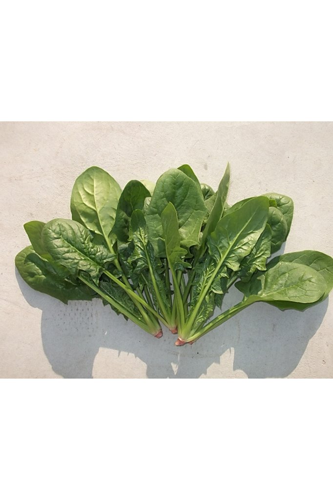 【常温便】※業務用※ 佐賀県【サガンベジ】有機JASほうれん草（1kg）の画像