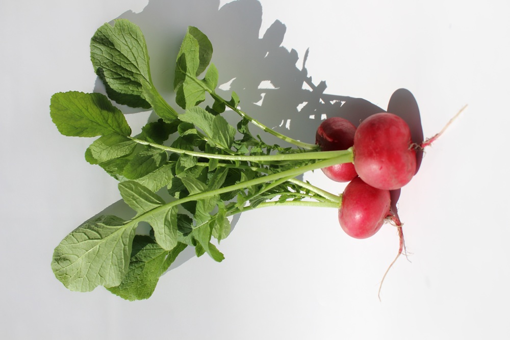 【常温便】※業務用※ 佐賀県【サガンベジ】有機JASラディッシュ（1kg）の画像