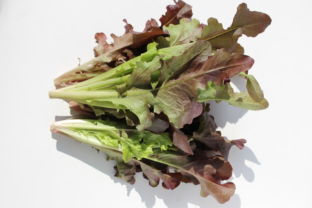 【常温便】※業務用※ 佐賀県【サガンベジ】有機JASレッドオーク（1kg）の画像