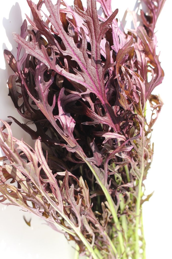 【常温便】※業務用※ 佐賀県【サガンベジ】有機JASレッドからし水菜（1kg）の画像