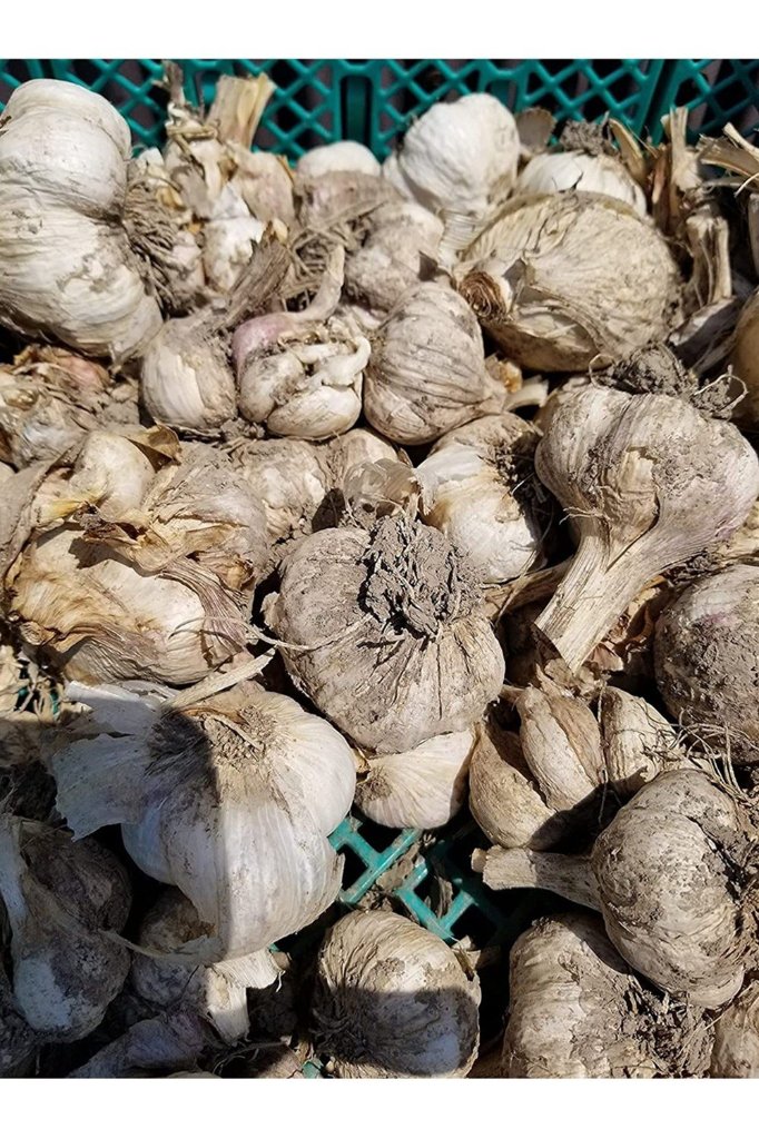 【常温便】※業務用※ 佐賀県【サガンベジ】有機JASニンニク（1kg）の画像