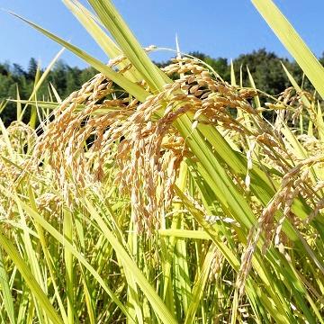 ※年間予約のお客様限定_特別栽培米【朝日】玄米5kg分の画像