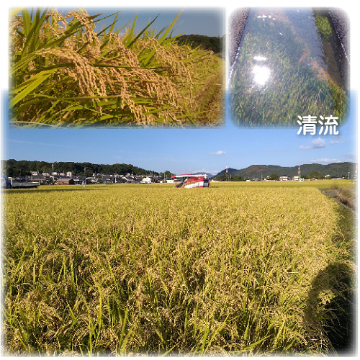 ※年間予約のお客様限定_特別栽培米【朝日】玄米5kg分の画像