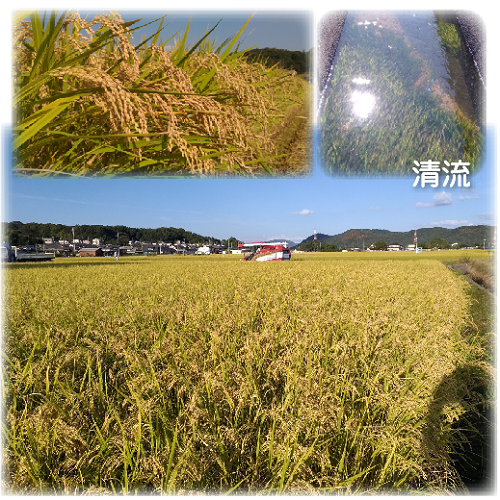 ※予約済のお客様限定_特別栽培米【朝日】玄米15kg分の画像