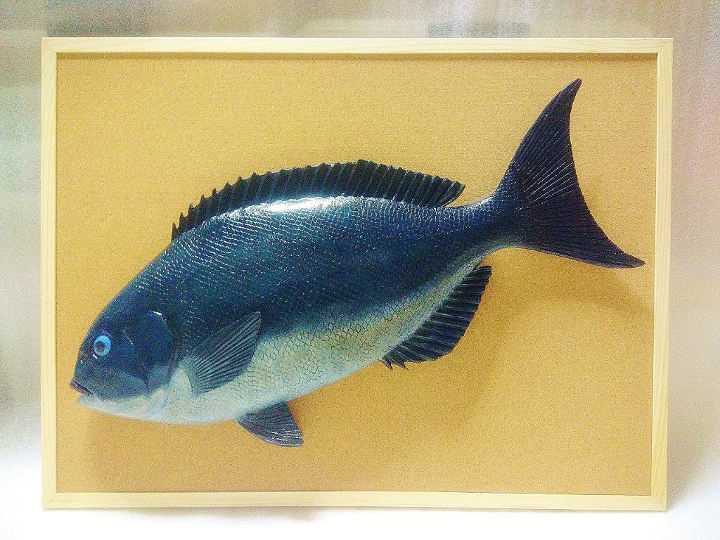 立体魚拓　イシダイ　石鯛 立体魚拓 イシダイ 石鯛 石鯛のデジタル魚拓 | Re:Fish デジタル